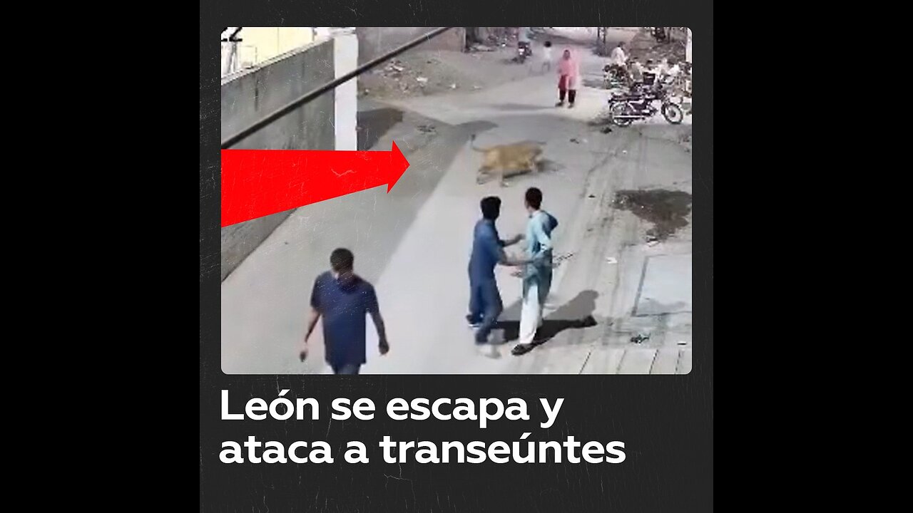 Arrestan a hombre tras fuga de su león que hirió a tres personas