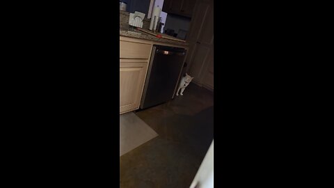 Get The Cat! 🐈🌪️⚠️
