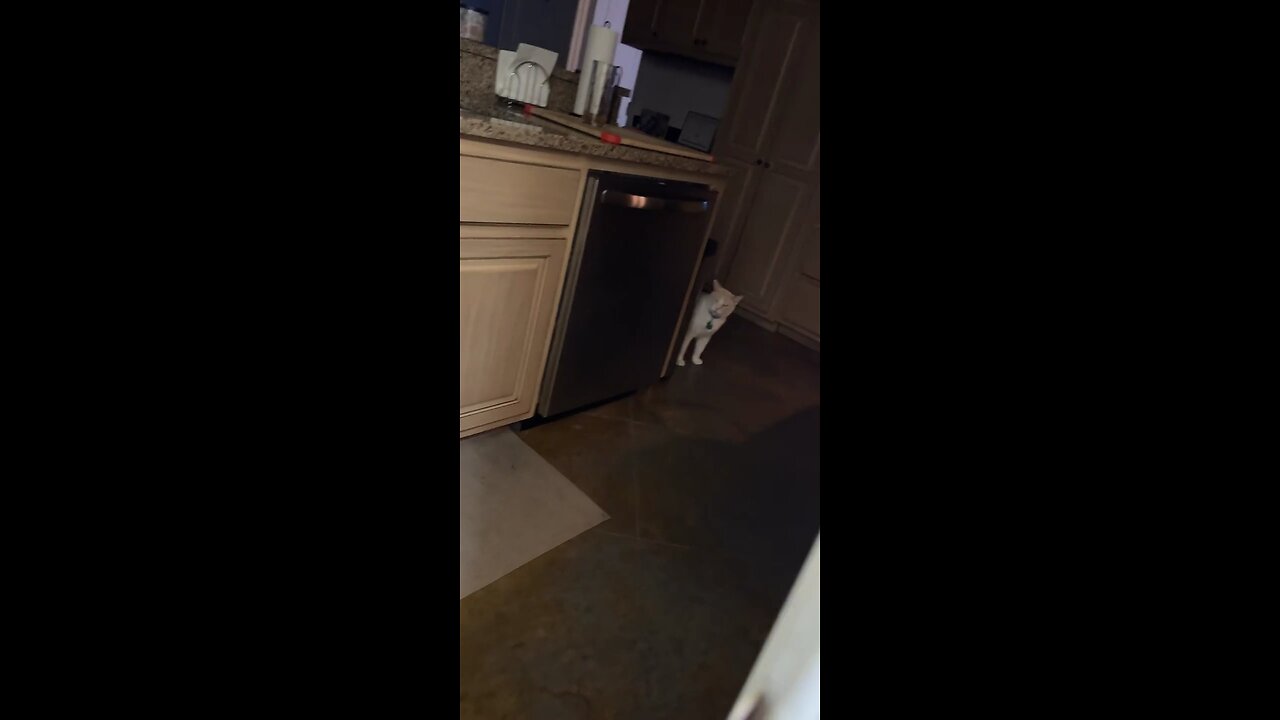 Get The Cat! 🐈🌪️⚠️
