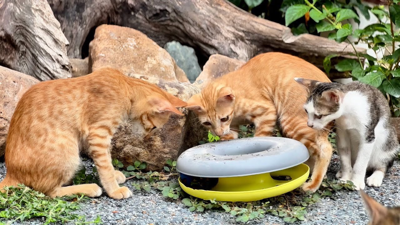 Moon and LuLu are much Better after They get FIP treatment! I hope they will Recover Soon