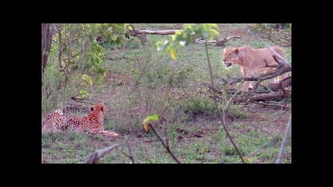 1 Lioness Steals Impala from 5 Cheetahs