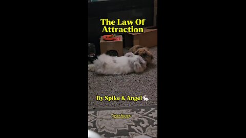 We Attract Success With Our Actions, Attitude, & Intentions! #SoberMotivation #LawOfAttraction