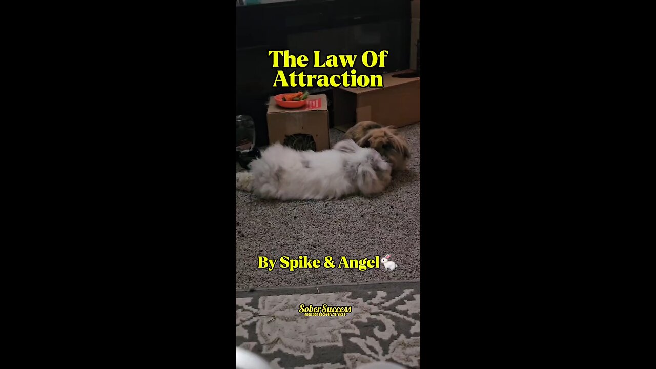 We Attract Success With Our Actions, Attitude, & Intentions! #SoberMotivation #LawOfAttraction