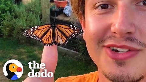 Guy Accidentally Becomes Dad To Colony Of Butterflies | The Dodo