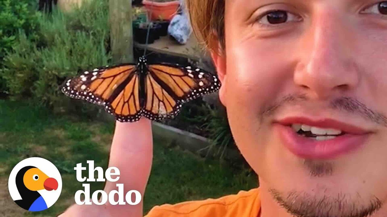 Guy Accidentally Becomes Dad To Colony Of Butterflies | The Dodo