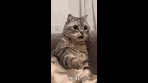 cat 😺 is shocked why ??