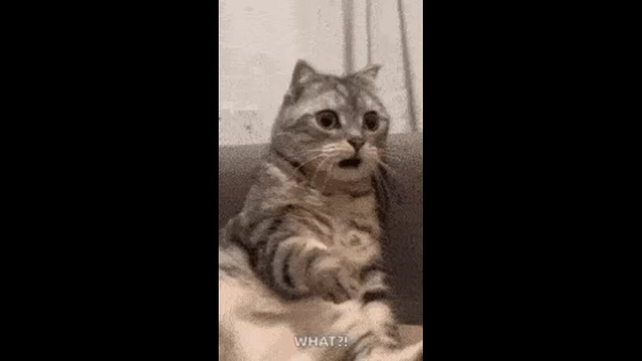 cat 😺 is shocked why ??