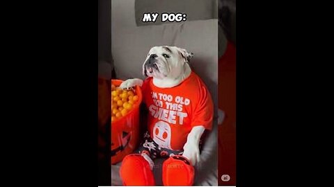 My Pets Understood the Assignment: The "Other Dogs vs. My Dog" Trend
