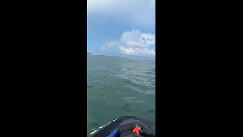 Livestream Highlights | Loggerhead Sea Turtle Catches Her Breath!
