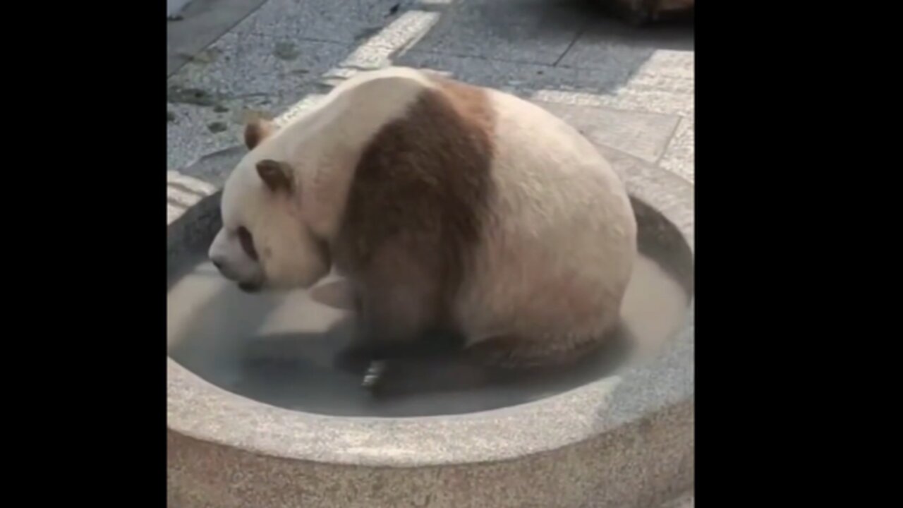 cute panda drinking water๐ผ๐ผ