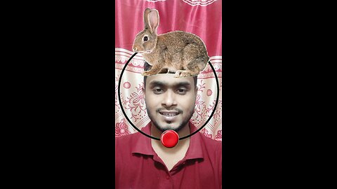 খরগোশের মাথাটি জোড়া লাগান ৫৬ 🤔 #shorts #viralshorts #shortsvideo