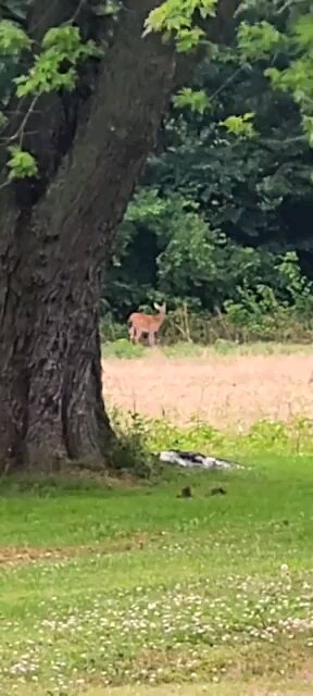 Seeing Deer From Our Porch
