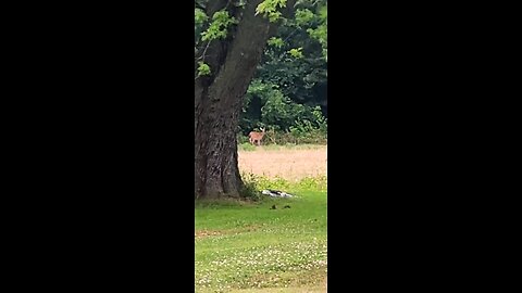 Seeing Deer From Our Porch