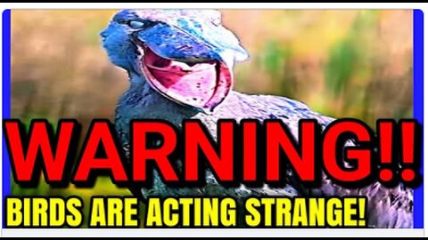 Birds Are Eerily Dying Together... And No One Knows Why - HoursOfHorror