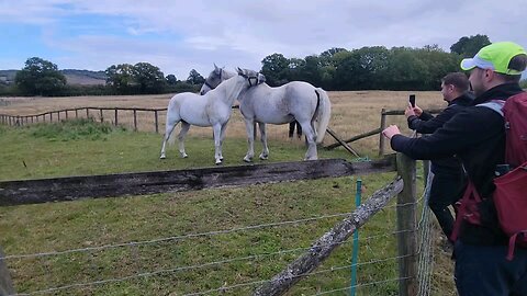 Two horses scratching each other . England 2025