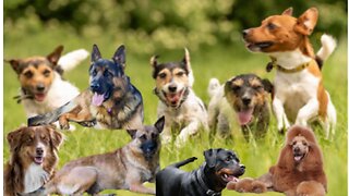 13 Dog Breeds That Need a Job to Be Happy