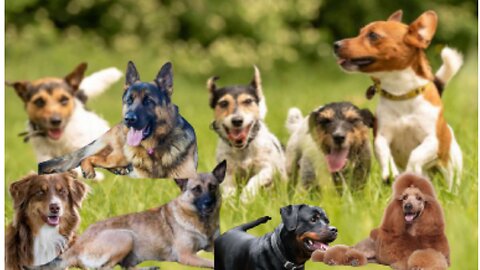 13 Dog Breeds That Need a Job to Be Happy