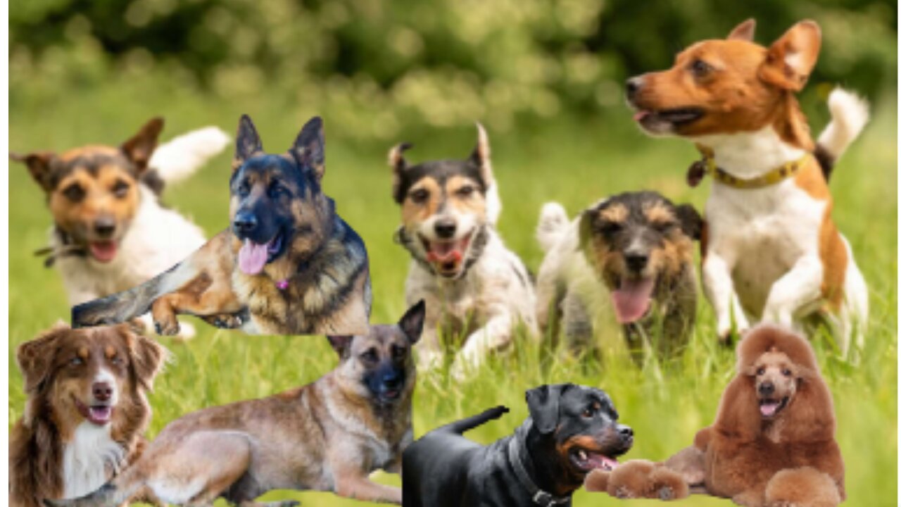 13 Dog Breeds That Need a Job to Be Happy