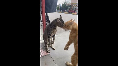 cat funny moments