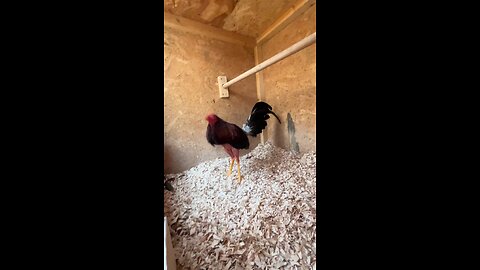 gallos