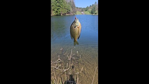 nice bluegill caught today