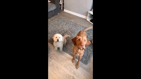 Best Funniest Animals Videos - Funny Dogs And Cats Videos 20246 #1 Whether you're #4