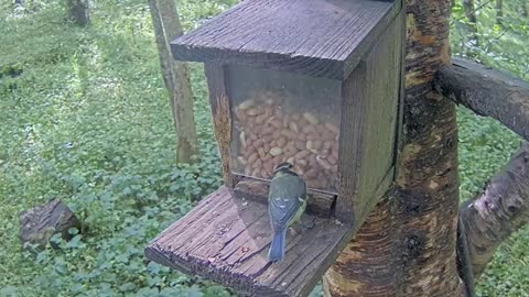 A very confused young blue tit cannot understand how to get to the nuts 🥜🥜🐦🤨🙄