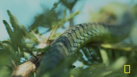 Africa's Most Dangerous Snakes (Full Episode) ｜ World's Deadliest Snakes ｜ Nat Geo Animals