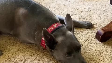 Multiple naps