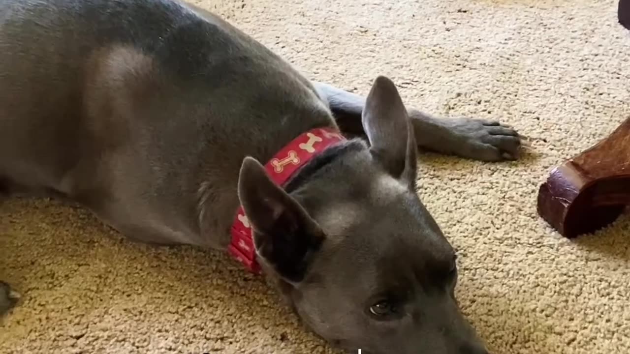 Multiple naps