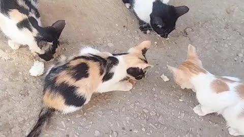 cat