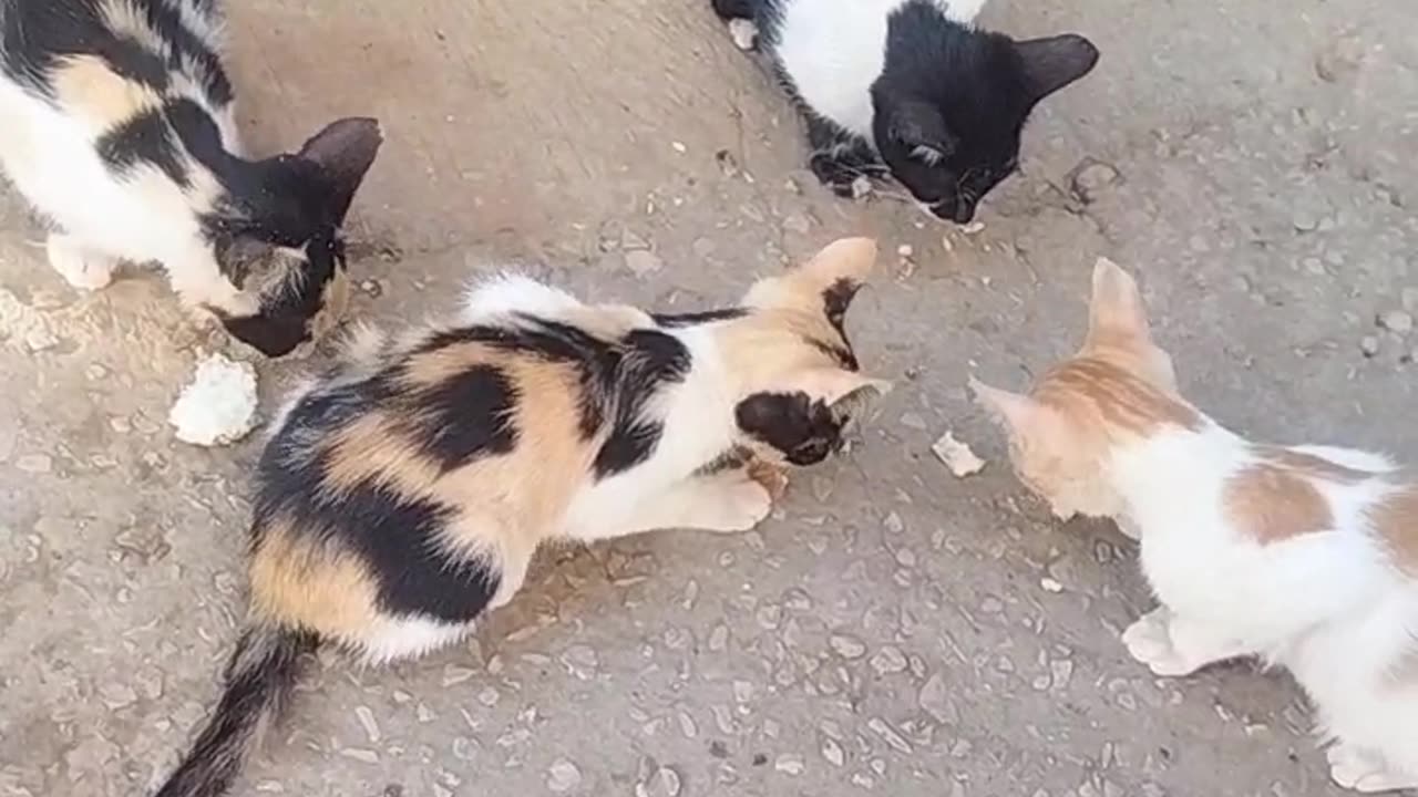cat