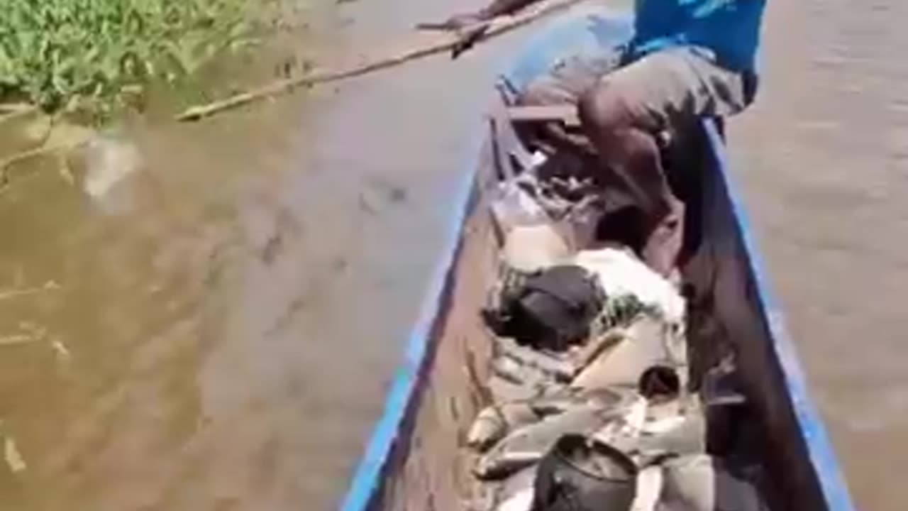 Incredible Close-Range Fish Archery Shot #shorts