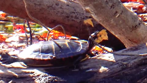 Painted Turtle