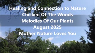 Healing and Connection to Nature Chicken Of The Woods August 2025