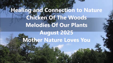 Healing and Connection to Nature Chicken Of The Woods August 2025