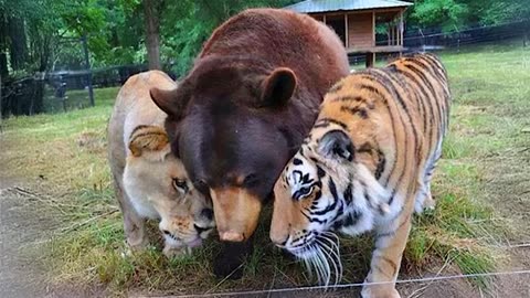 Animals Becoming Best Friends 😂😍 | Funny Animal Moments That Will Melt Your Heart