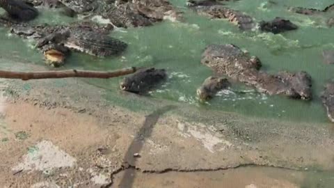 Feed the crocodile
