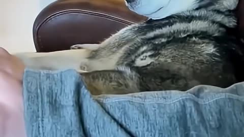 funny animals compilations 7