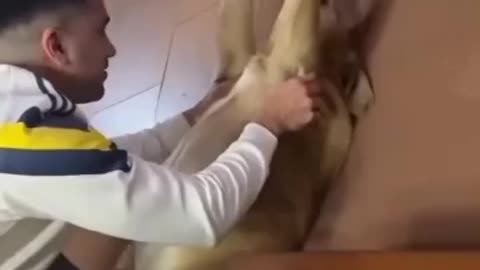 Dog smiling