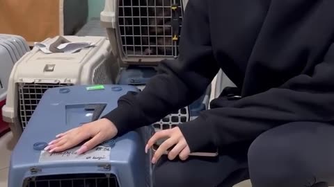 🐱🚁 Ukraine War | Cat Rescued After Drone Strike in Kharkiv | RCF