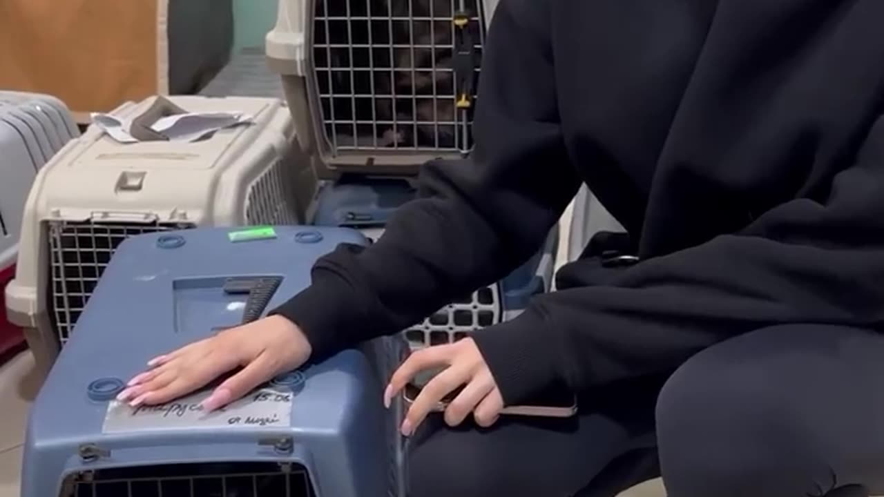 🐱🚁 Ukraine War | Cat Rescued After Drone Strike in Kharkiv | RCF