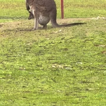 Welcome to Australia 🇦🇺 kangaroos pop up to pay you a visit 😂😂