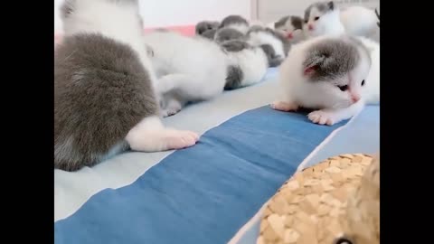 Best TikToks About Cats 😹 (Part 2) [Funny Pets]