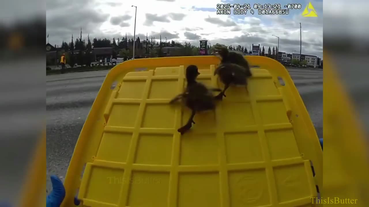 Washington State Patrol trooper helped reunite three ducklings with their mother off highway I-5