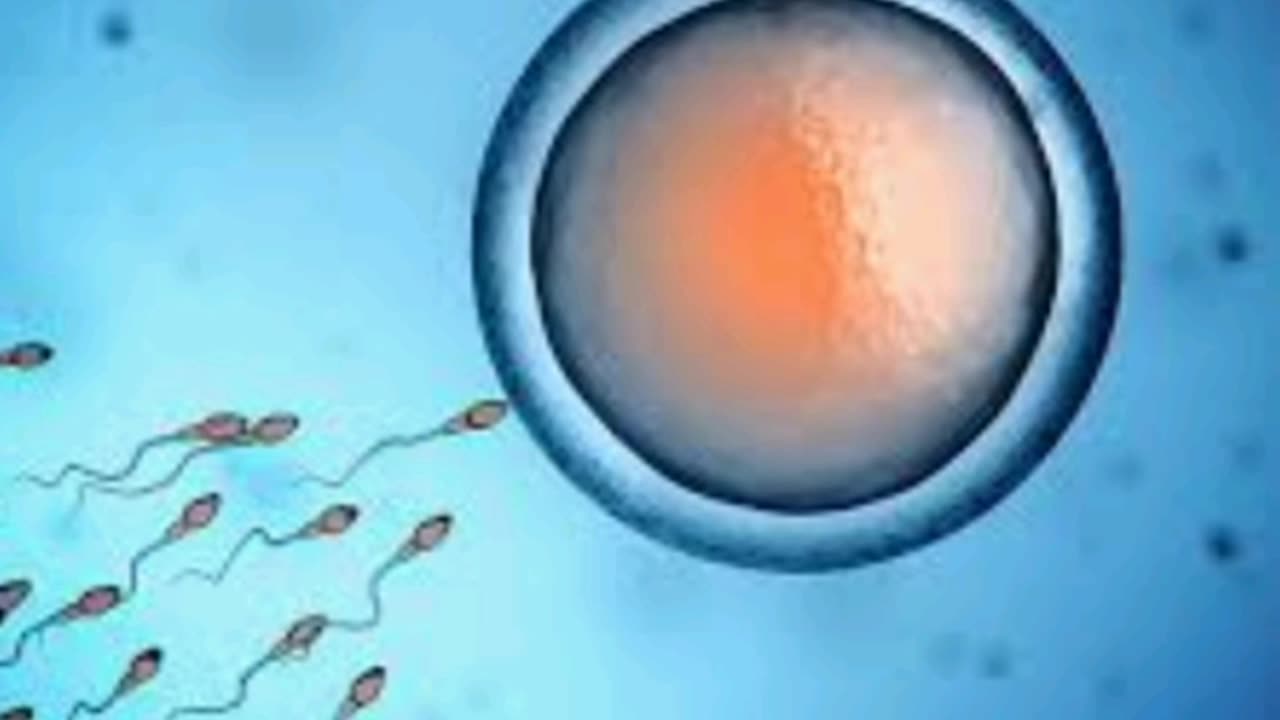 The fertilization process explained.