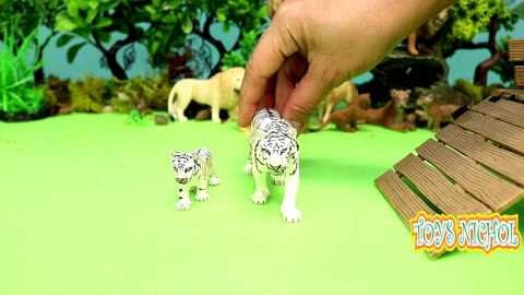 Three Male Lions Guard their Territory from Tiger Attacks