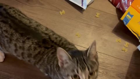 Kitten Gets Stuck in the Pantry