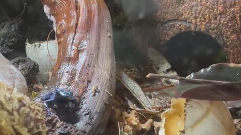 I wonder what my blue poison dart frogs are thinking…