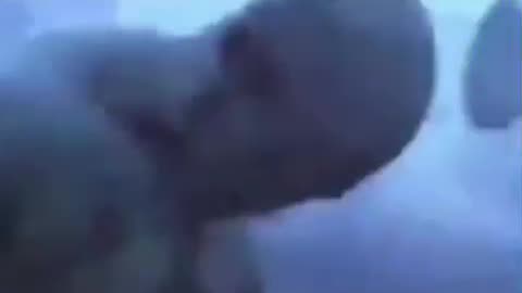 🇮🇳 is a shithole saar